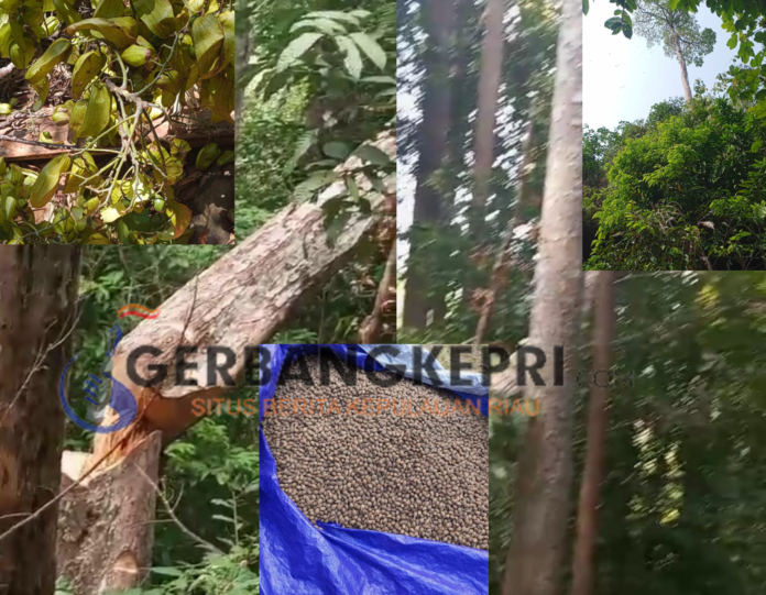 Kepunahan Pohon Langka Kepayang di Pulau Jemaja, Anambas